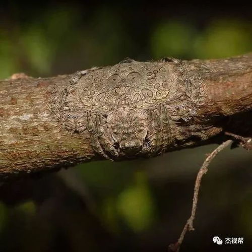 广东暴雨下，惊现蟑螂大军！眼镜蛇也来凑热闹？