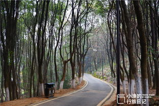 漫步在铺满落叶的林荫小道上