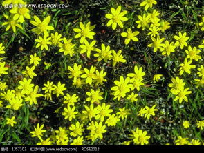 花园里盛开的一大片菊花
