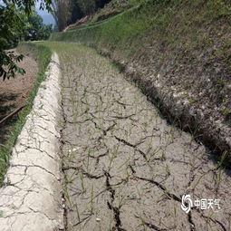 河南多地遭遇特大旱情，各方全力抗旱保秋