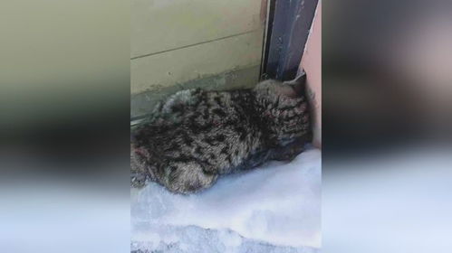 猫咖老板怒撕证件，誓与虐猫客死磕！