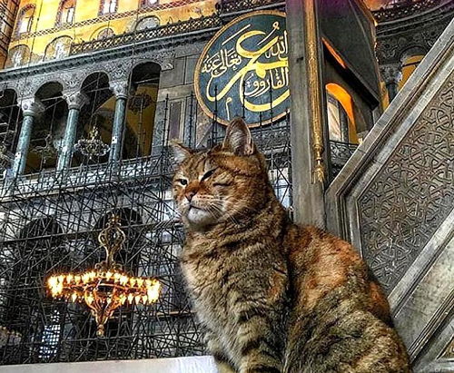 狸花猫在圣索菲亚大教堂前留影