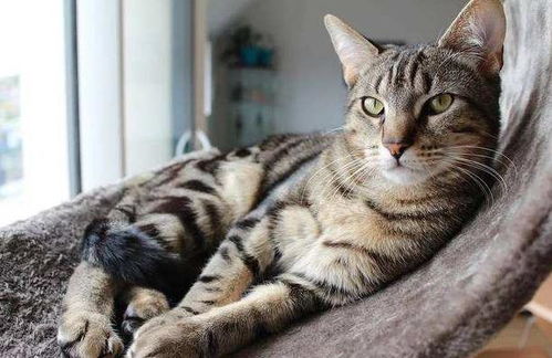 带着狸花猫畅游伊斯坦布尔的奇妙之旅