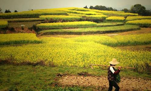 南昌农田惊魂！农民工田间如厕竟遭气枪致命袭击