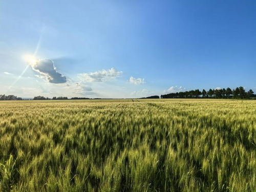 立秋真的就等于进入秋季了吗？