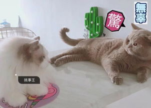 猫咖老板怒气冲冲地撕扯户口本