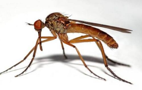 广东佛山全民大扫除：打响成蚊消杀攻坚战！