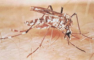 基孔肯雅病毒再袭广东，背后真相令人担忧！