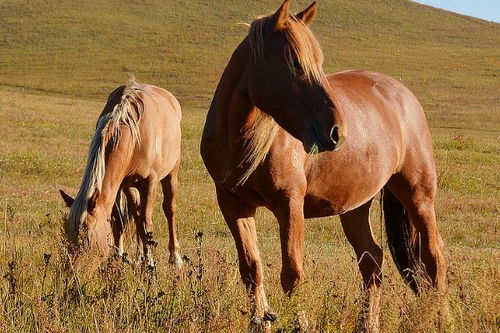 马在景区中紧张的状态