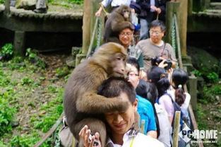 峨眉山猴子趣事
