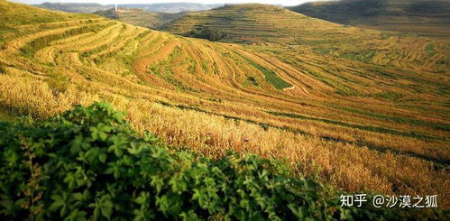 中原粮仓：那片土地的心酸与坚守