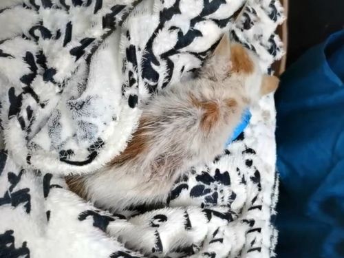 女子虐猫致4死或将面临3年牢狱之灾，背后细节太揪心！