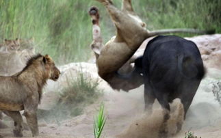 美国富翁南非狩猎惨剧：被水牛顶死的背后故事