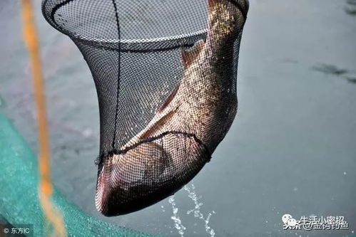 原来看别人钓鱼超有趣！