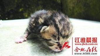 狗狗叼回豹猫幼崽，背后故事太感人！