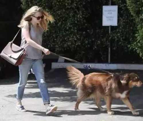 小狗未栓绳遇险，主人怒怼司机的背后真相！