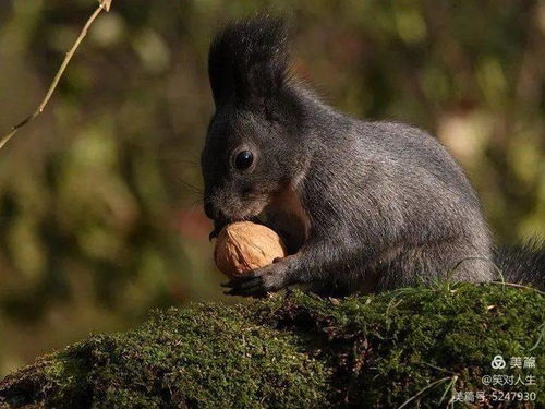 川西土拨鼠‘作案’再升级，偷车钥匙后被村民控制