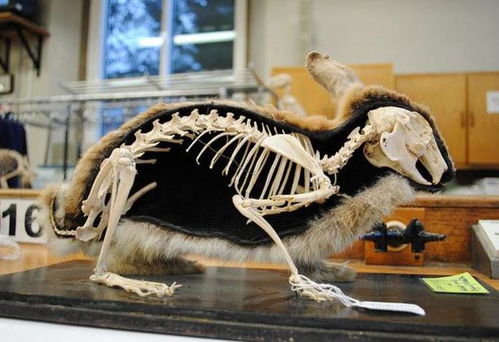 神秘的黑猴形象