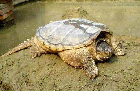 一只鳄龟在公路上缓慢爬行