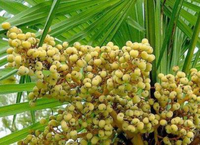 惊！与砒霜同级的致癌物竟被1亿国人天天嚼着