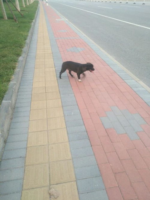 小狗未牵绳被碾，主人怒打司机，这事儿闹得真不小！