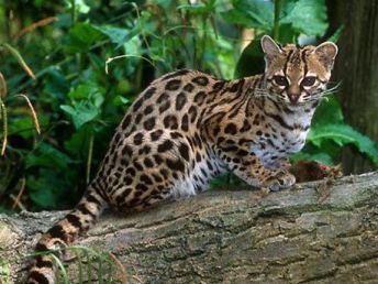 民警喂豹猫幼崽