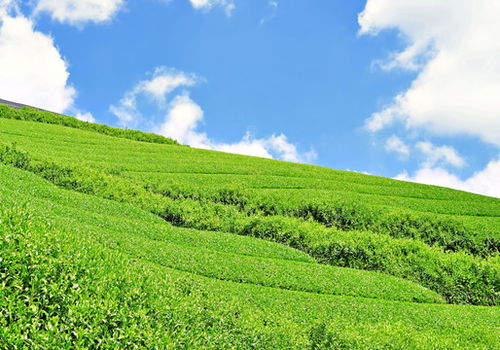柠檬种植园景象