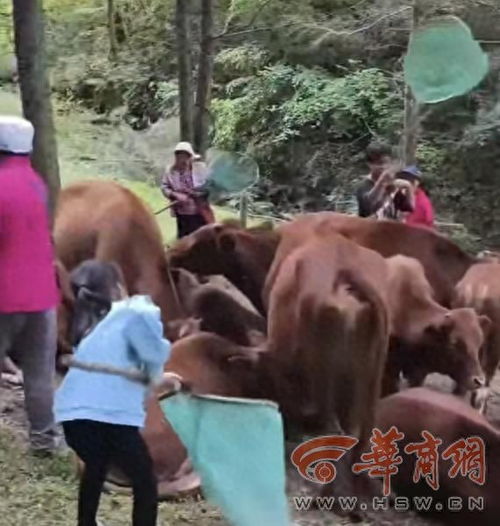 村民们围着找回的牛欢呼