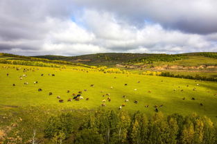 80多头牛离奇失踪，20多天后竟在意外之地现身！