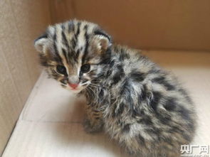 狗狗叼回豹猫幼崽，民警变身临时奶爸救助