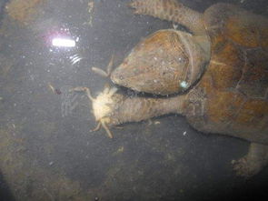 惊！养了30多年的老鳄龟被路人抱走，主人急寻，警方已介入