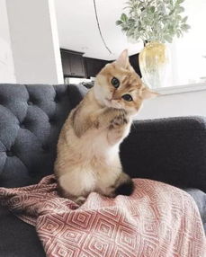 8月8日吧友们的乐子大赏！