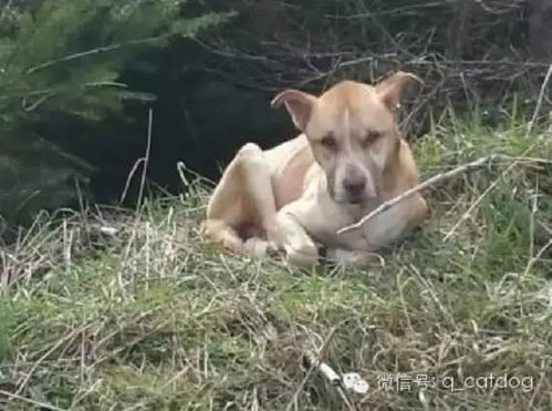 宠物狗未拴绳被碾，主人失控捶打司机，到底谁之过？