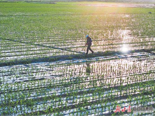 拼多多的崛起之路：从农业深耕到多元发展