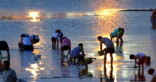 男子专注赶海的过程