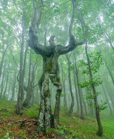 跟着李蠕蠕畅游梦核游乐园的奇妙之旅