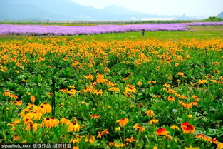 绚丽多彩的花海