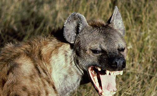 山东动物园老虎翻围栏打鬣狗，工作人员：幼崽没攻击力