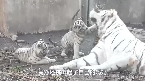 小老虎怒怼鬣狗，强势翻栏展现王者风范！