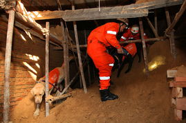 消防员带搜救犬搜寻