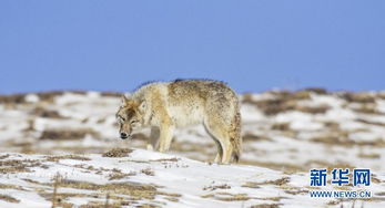 男子无人区投喂狼惨遭‘背刺’，背后真相令人深思！