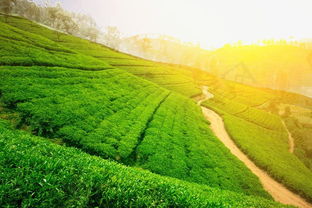 茶园风光