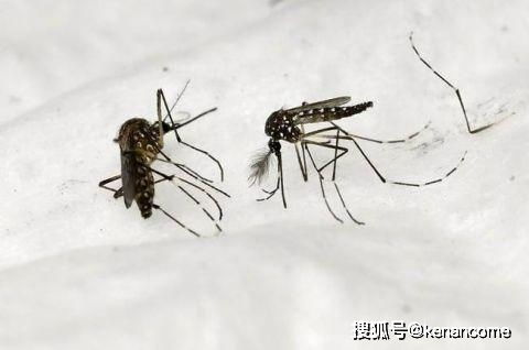 雄蚊特写