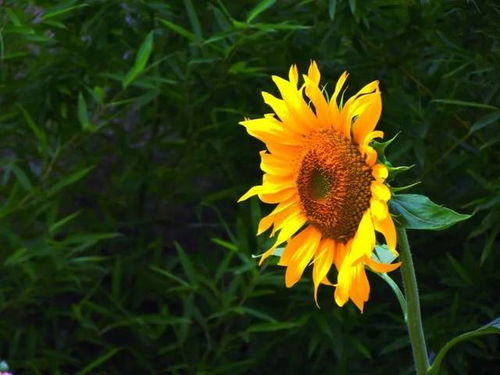 路人摘葵花留钱，农户感动背后的故事