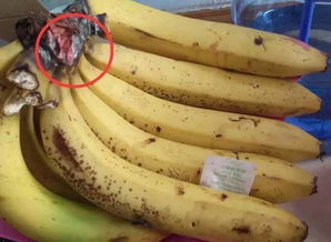 专家辟谣香蕉致癌