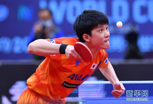 张本智和在赛场上