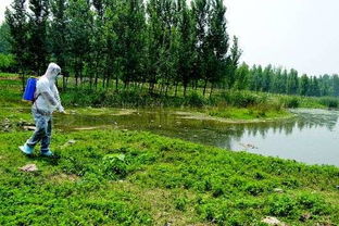 超8.25万只小黄鸭‘入侵’芝加哥河，这场面太震撼！