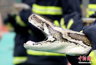惊魂一幕！佛山公园惊现2米巨蟒，消防员紧急出动