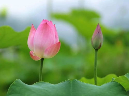 莲海世界中的莲花美景