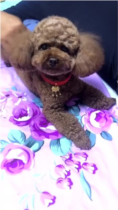 烈犬咬人致死！狗主人竟称无罪，法院判刑六年半